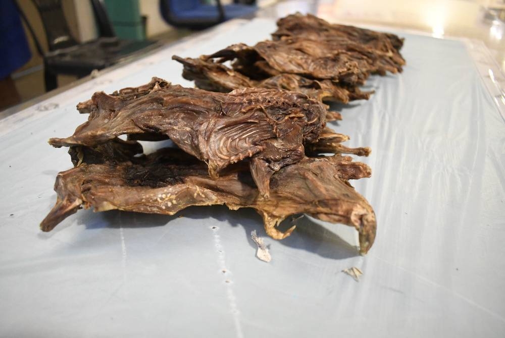 Sepuluh kg tikus salai dirampas daripada penumpang Vietnam di LTAPP pada Rabu.