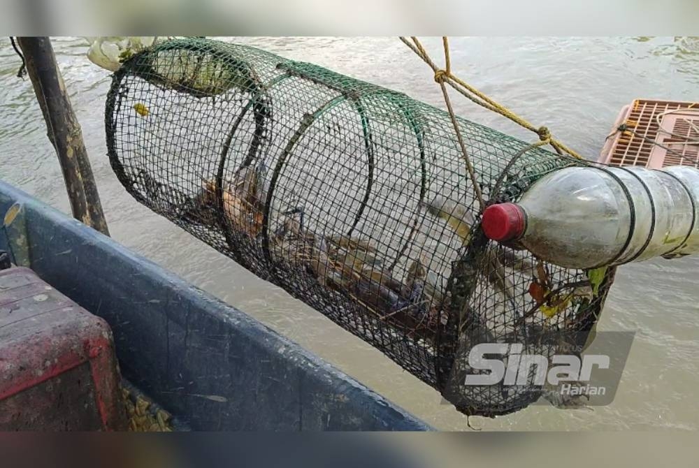 Hasil udang galah juga berkurangan dan cepat mati ketika musim panas yang melanda kini.