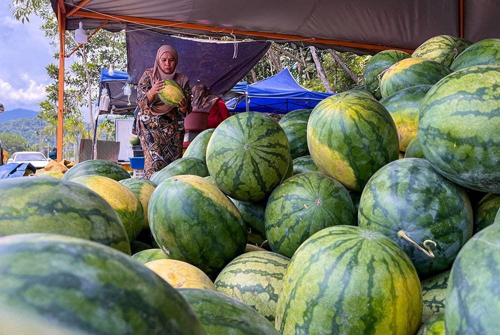 Pelanggan tidak melepaskan peluang memilih tembikai di gerai milik Zuhairi yang dijual pada harga RM0.80 sekilogram di Bandar Baru, Gua Musang pada Khamis. - Foto Bernama