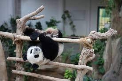 Gelagat comel panda bernama Sheng Yi - Foto Bernama