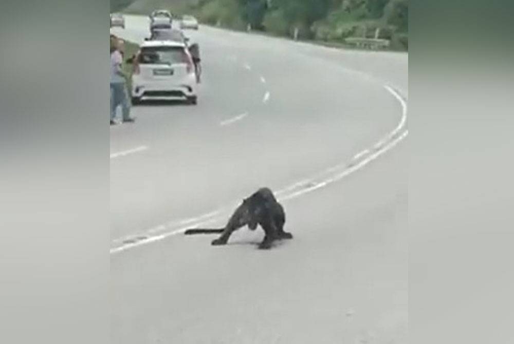 Seekor harimau kumbang cedera sebelum disahkan maut dipercayai akibat dilanggar oleh kenderaan di Bukit Tangga, Jelebu, Negeri Sembilan petang Sabtu. - Foto media sosial