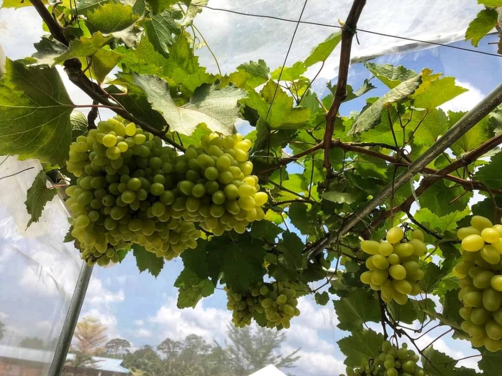 Buah lebih manis dan masak sekata 