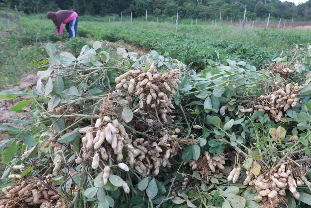 Hashimah mengusahakan tanaman kacang tanah seluas 0.81 hektar di Bukit Kenau, Pulau Manis.