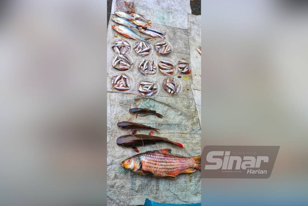 Antara hasil tangkapan nelayan darat yang dijual di Pekan Sehari Temerloh