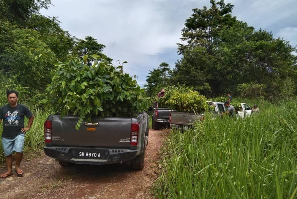 Operasi penanaman pokok dijalankan oleh pihak MPOGCF.