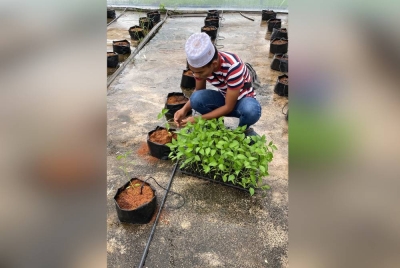 Mohamad Faezwan ketika memulakan penanaman cili tiga tahun lalu.