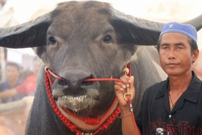 Sombat (kanan) membuat tawaran menjual kerbau gergasi dengan harga 50 juta baht. - Agensi