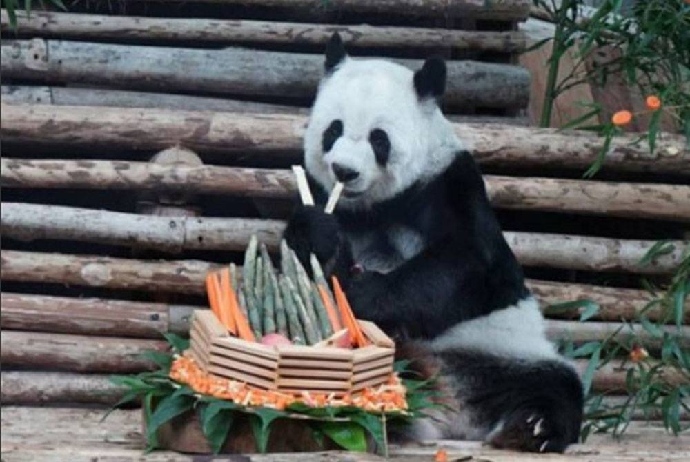 Le panda géant Lin Hui, décédé le mois dernier, a été diagnostiqué avec des caillots sanguins dus à son âge avancé.  - Photo du zoo de Chiang Mai