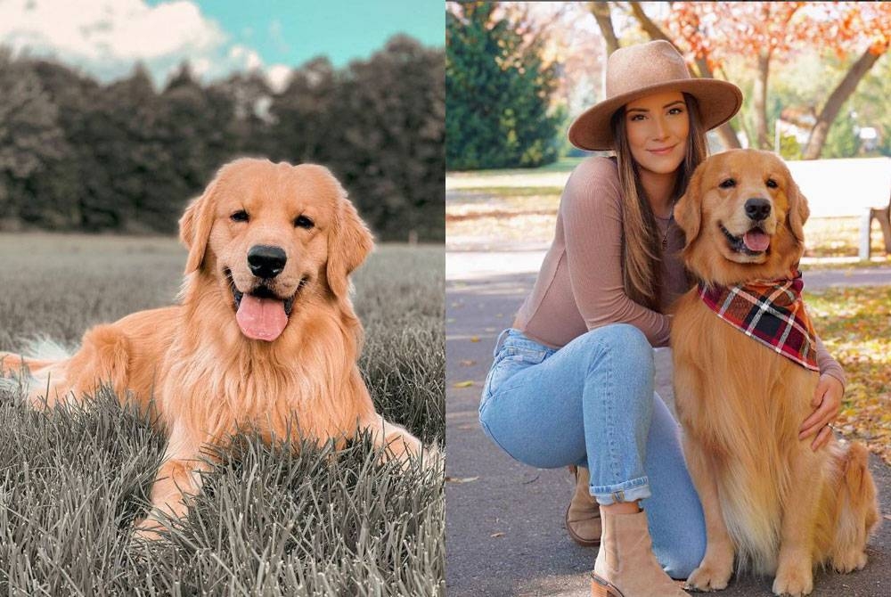 Anjing dari jenis golden retriever itu kini memiliki 25 juta pengikut di semua media sosial dengan 11.1 juta di TikTok, 5.1 juta di YouTube, 4.3 juta di Facebook, 3.4 juta di Instagram dan 62,400 di Twitter. - Foto Instagram tuckerbudzyn