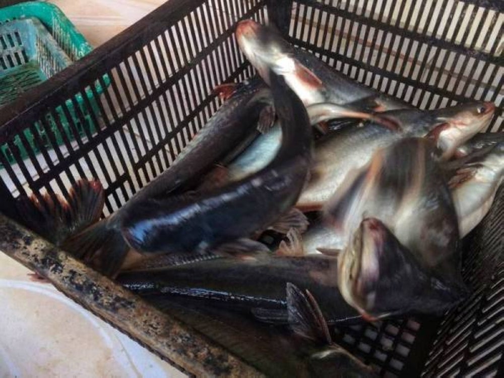 Fenomena El-Nino merupakan antara faktor yang menyumbang kepada kekurangan benih ikan patin. - Gambar hiasan