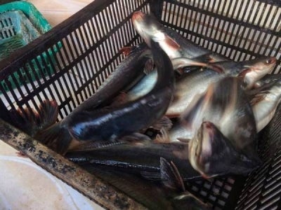 Fenomena El-Nino merupakan antara faktor yang menyumbang kepada kekurangan benih ikan patin. - Gambar hiasan