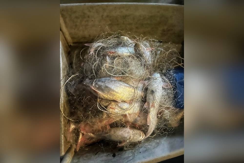 Rasa dan keenakan isi patin buah menjadi buruan para penggemarnya.