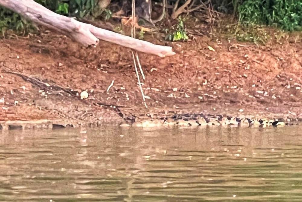 Kelibat buaya tembaga yang berjaya dirakam orang ramai di sekitar Sungai Pahang.