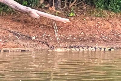 Kelibat buaya tembaga yang berjaya dirakam orang ramai di sekitar Sungai Pahang.
