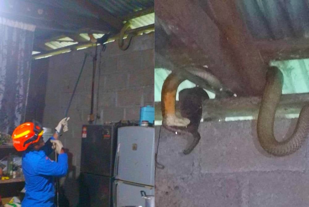 Seorang wanita berdepan detik cemas selepas melihat seekor ular tedung selar sepanjang tiga meter sedang mengejar biawak di perabung rumahnya di Kampung Kandis, Pasir Puteh.