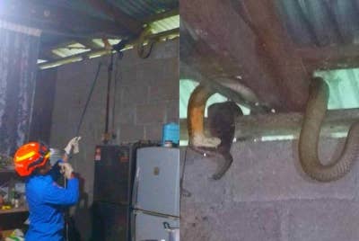 Seorang wanita berdepan detik cemas selepas melihat seekor ular tedung selar sepanjang tiga meter sedang mengejar biawak di perabung rumahnya di Kampung Kandis, Pasir Puteh.