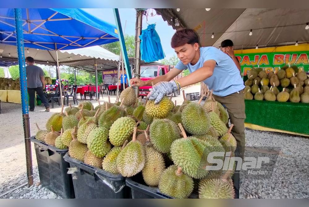 Pekerja Fikri menyusun buah durian di gerainya di Jalan Kuantan-Gambang pada Ahad.