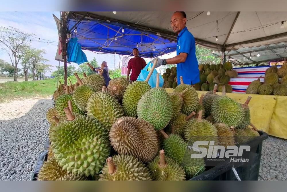 Pekerja kepada Adam Haikal sedang menimbang durian yang dibeli pelanggan di gerai buah Jalan Kuantan-Gambang pada Ahad.
