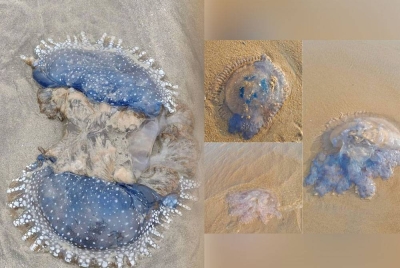 Gambar ubur-ubur yang didakwa ditemui di Pantai Cherating. - Foto pembaca Sinar Harian