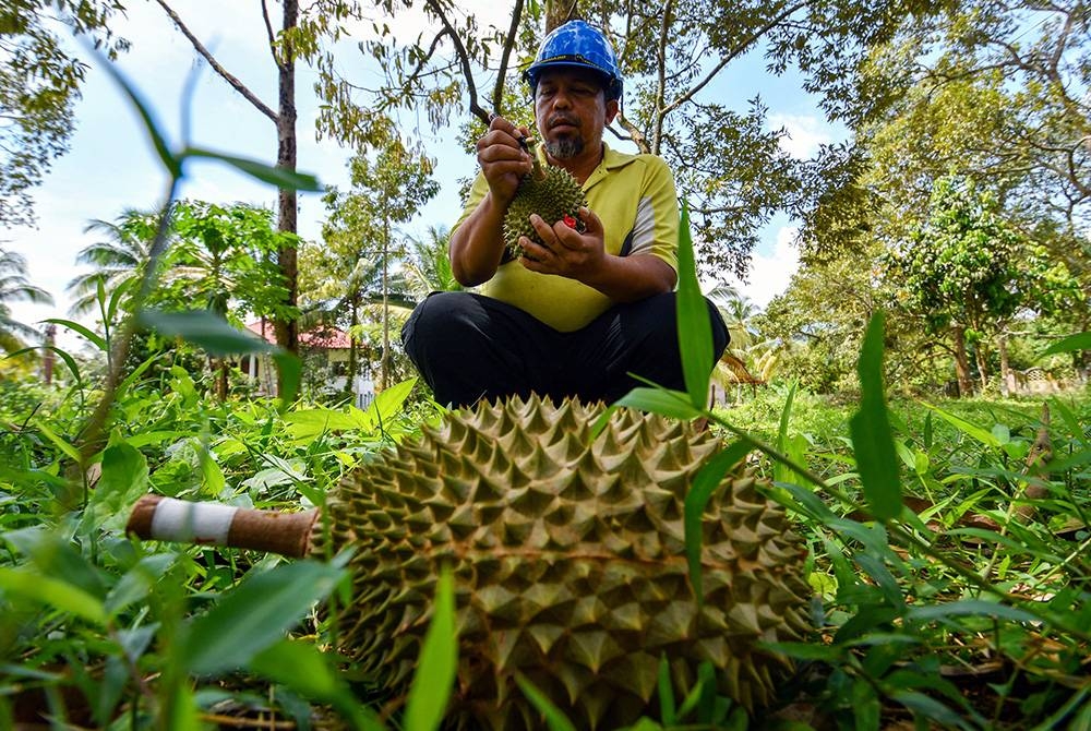Mohd Anuar sibuk mengutip dan menandakan buah durian Raja Kunyit D197 yang telah gugur ketika ditemui Bernama di kebun miliknya di Kampung Lawang di sini. - Foto Bernama