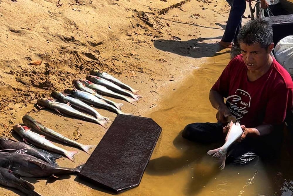 Hasil tangkapan yang berjaya diperolehi oleh mereka di Sungai Tembeling dekat Kampung Pagi, Jerantut.