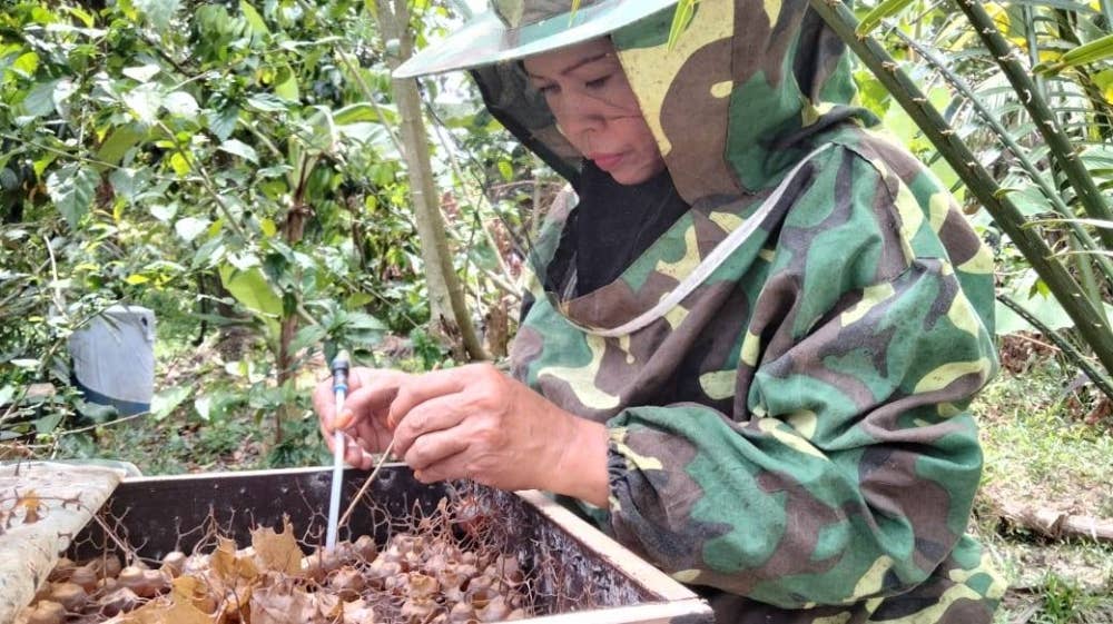 Fazliyaton menyedut madu kelulut menggunakan alat khas.