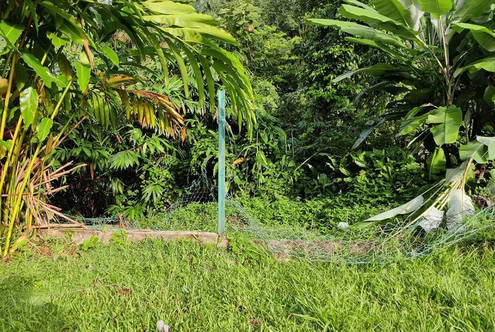 Pagar belakang yang menjadi laluan masuk kawanan gajah liar ke kawasan SK Pos Perwor, Sungai Siput pada Khamis.