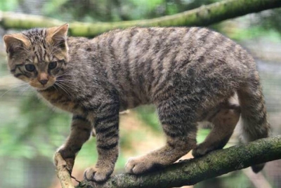 Secara purata 110 haiwan asli dibunuh oleh setiap kucing peliharaan yang merayau dan memburu kira-kira 40 reptilia, 38 burung dan 32 mamalia setiap tahun. - Gambar hiasan