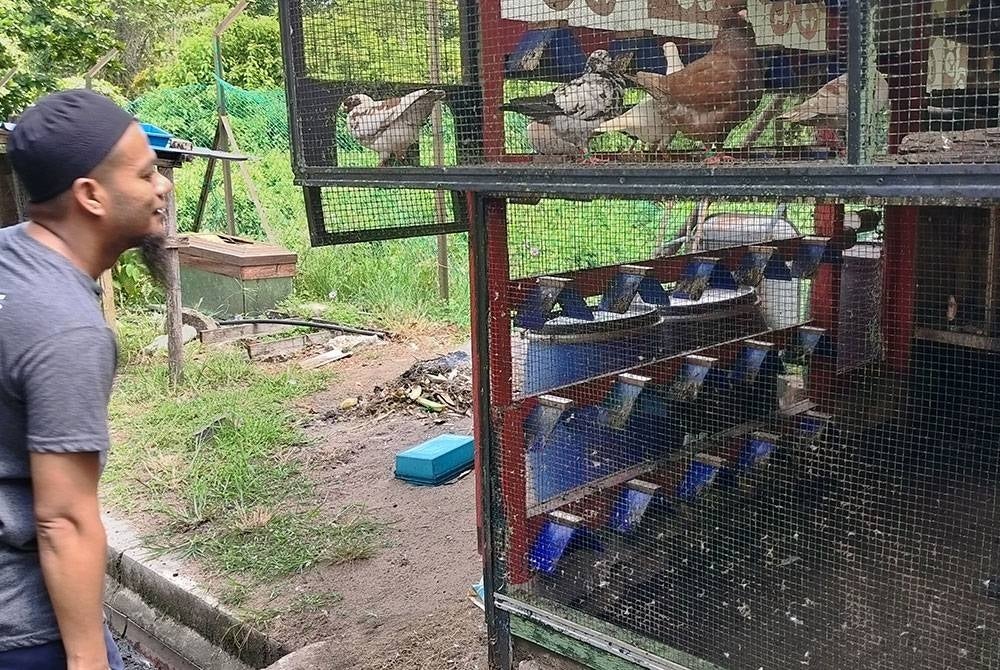 Ahmad Azizul mampu mengingati dan mengenali setiap ekor burung merpati yang diternak dalam sangkar di belakang rumahnya di Kemunting di sini.