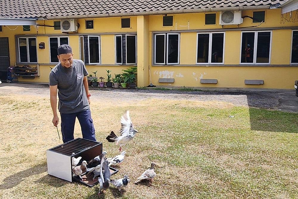 Ahmad Azizul melepaskan beberapa ekor merpati Racing Homer miliknya bagi tujuan latihan pada Ahad.