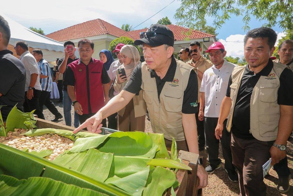 Fadillah turut melawat tapak pemprosesan biji koko termasuk kotak pemeraman biji koko basah di kampung berkenaan.