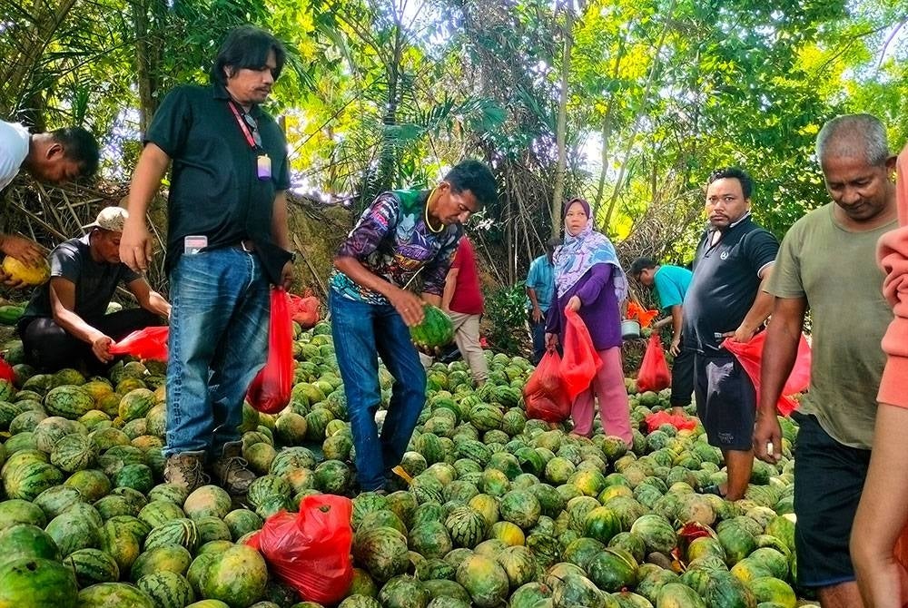 Mohd Shukri bersyukur dengan sambutan hebat orang ramai untuk membantu menghabiskan jualan buah tersebut.