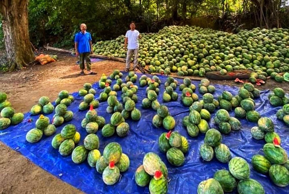 Lambakan kira-kira 24 tan tembikai.