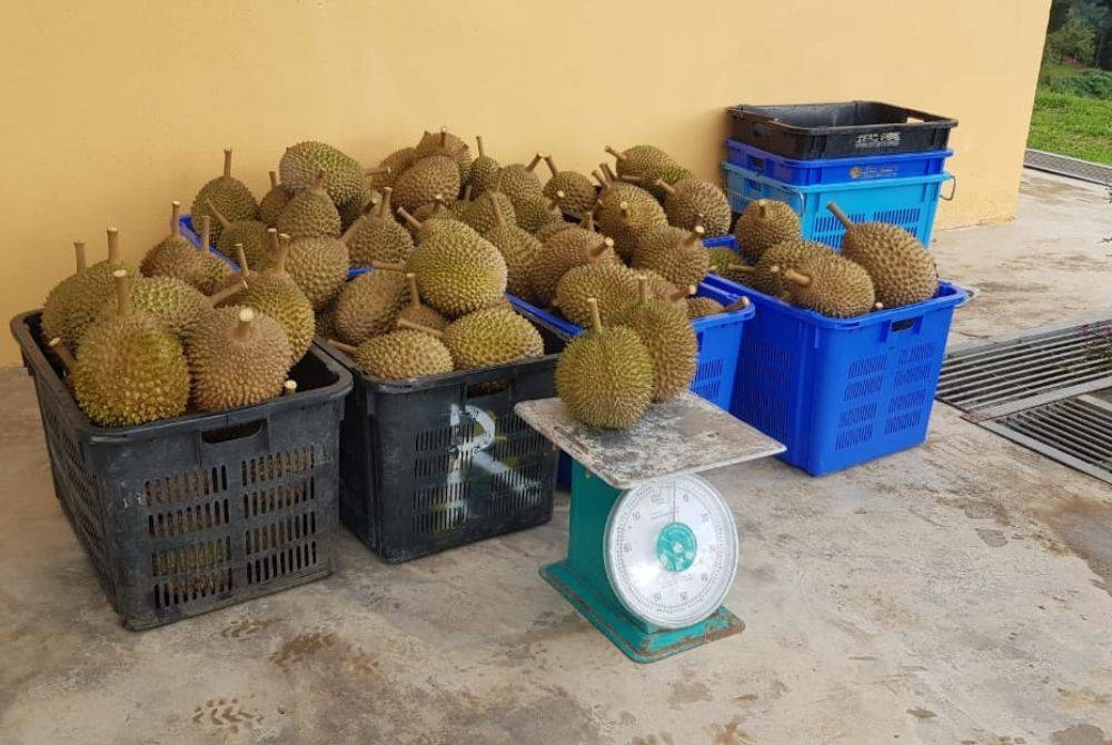 Antara durian yang dihasilkan di Ladang Moden RPDG.