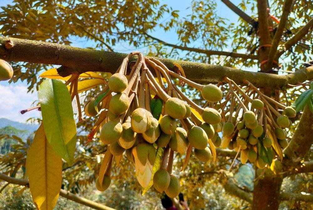 Pokok durian yang ditanam pada 2017 ini sudah tiga kali mengeluarkan hasil.