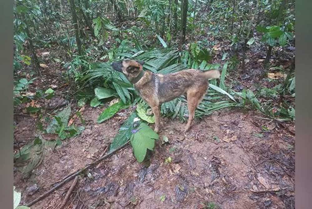 Wilson memainkan peranan besar dalam penemuan empat beradik itu selepas menemui botol susu Cristin yang dibuang kira-kira 4 kilometer dari bangkai pesawat. - Foto Colombian Air Force