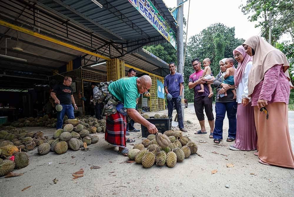 Peraih durian, Ilyas Nasib atau mesra dipanggil Pak Yas (kiri) menjamu pelanggan yang datang ke premisnya ketika ditemui Bernama di Kampung Bawah Gunung semalam.