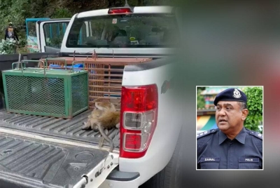 Tular video di laman sosial Facebook yang dipercayai dimuat naik oleh seorang individu mendakwa terdapat kerja-kerja menangkap beberapa monyet liar di sebuah kawasan di Batu Caves pada Rabu. Gambar kecil: Zainal Mohamed Mohamed. 
