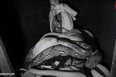 Keadaan Gilang Barbie yang ditanam hidup-hidup bersama ular demi menjayakan eksperimen 'mengingati kematian'. - Foto Agensi