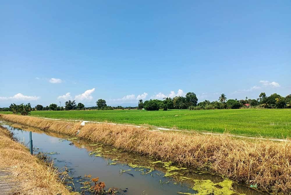 Bekalan air tidak dihentikan di kawasan sawah padi, hanya catuan dilakukan secara berjadual.