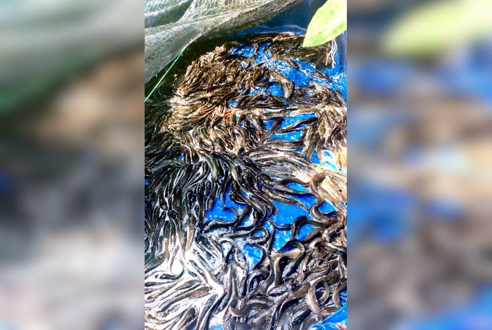 Ikan keli yang diternak oleh Noor Ahmad sebagai persediaan persaraannya.