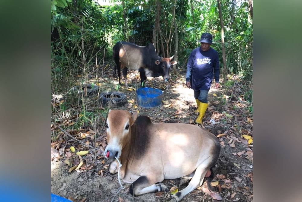 Lembu-lembu Shamsudin sudah ditempah orang ramai untuk melaksanakan ibadah korban.