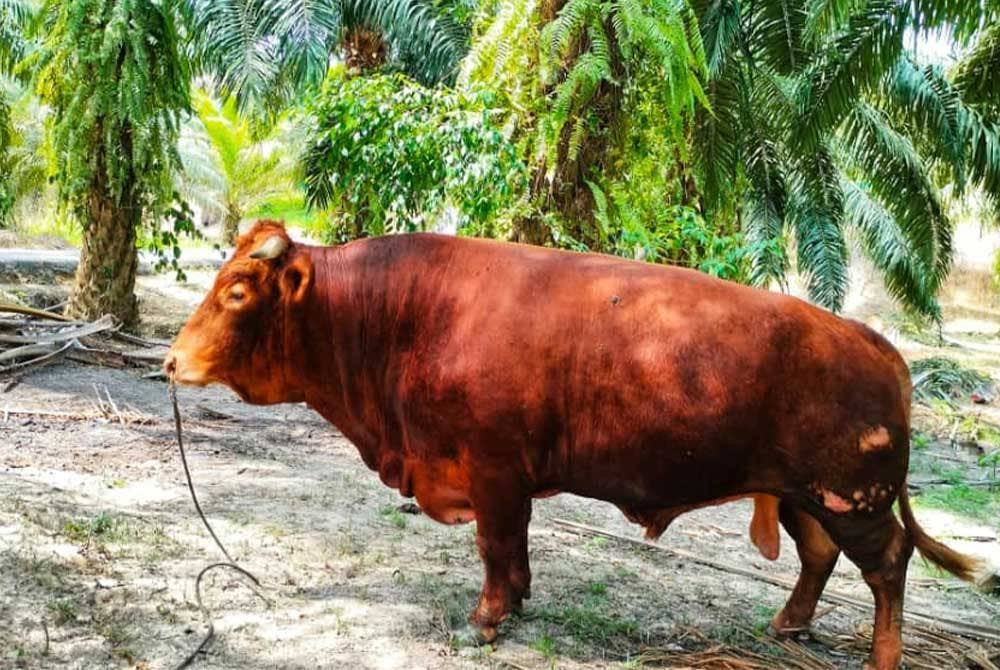 Lembu sado baka Limousine jadi pilihan Roslan untuk korban di Kampung Sungai Kepong dekat Lanchang tahun ini.