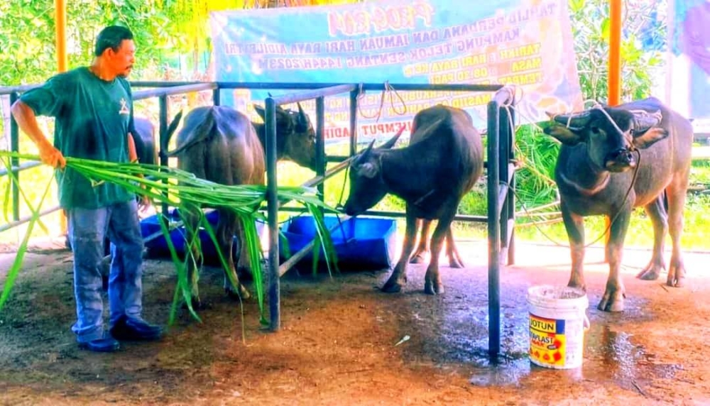 Mohd Jafri menanam sendiri rumput sekali gus dapat mengawal kos makanan ternakan kerbau miliknya.