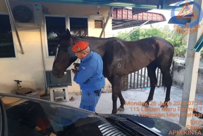 Anggota APM, Rosdi Majid berjaya mengendalikan seekor kuda jantan yang memasuki kawasan rumah penduduk di Halaman Meru Permai, Meru Raya pada Isnin. - Foto ihsan APM