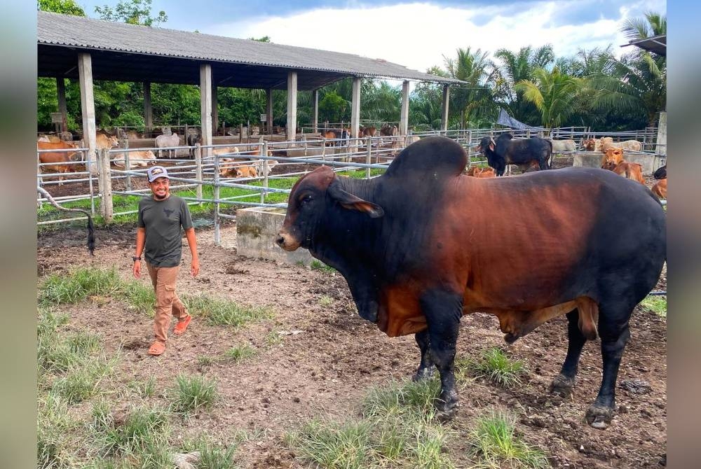 Abdul Hakki menunjukkan sebahagian lembu bersaiz 'gergasi' jenis baka American Brahman yang dipeliharanya di Bukit Tuku, Rantau Panjang.