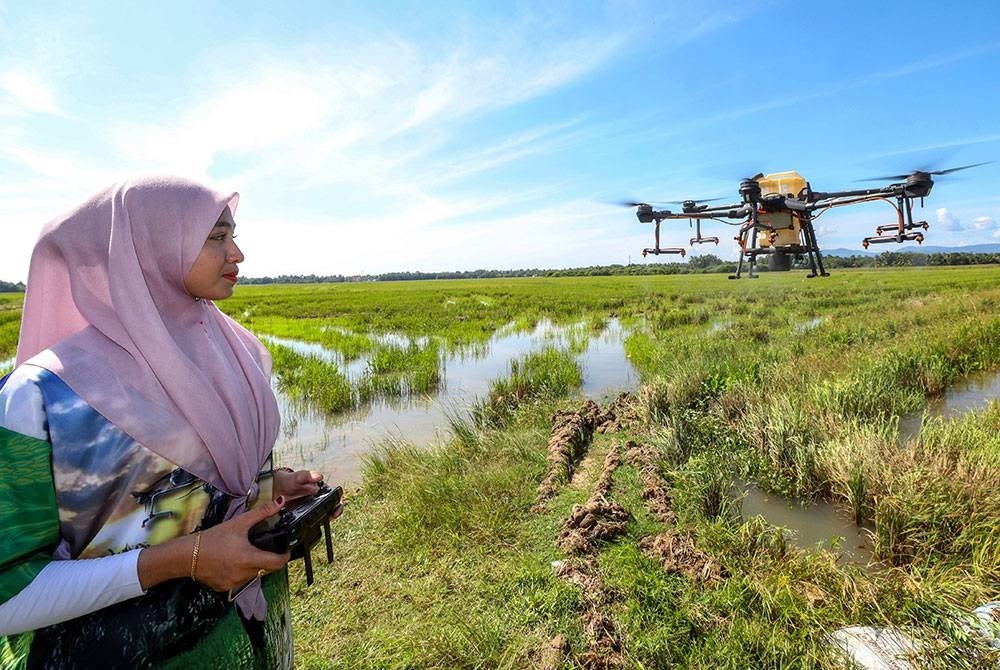 Siti Hajar Che Satar, menerbangkan dron bagi kerja-kerja menyembur racun untuk tanaman padi di Kampong Lepah Selising. - Foto Bernama