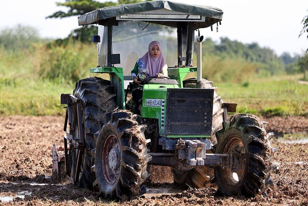 Siti Hajar membersihkan sawah padi menggunakan traktor pembajak sawah di Kampong Lepah Selising. - Foto: Bernama