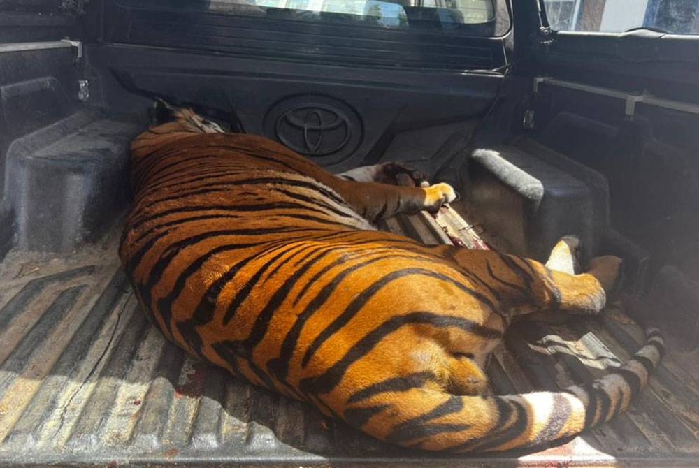 Harimau belang yang mati akibat terkena tembakan ketika membaham lembu penduduk di Dala, Gerik pada Selasa. - Foto: Ihsan pembaca