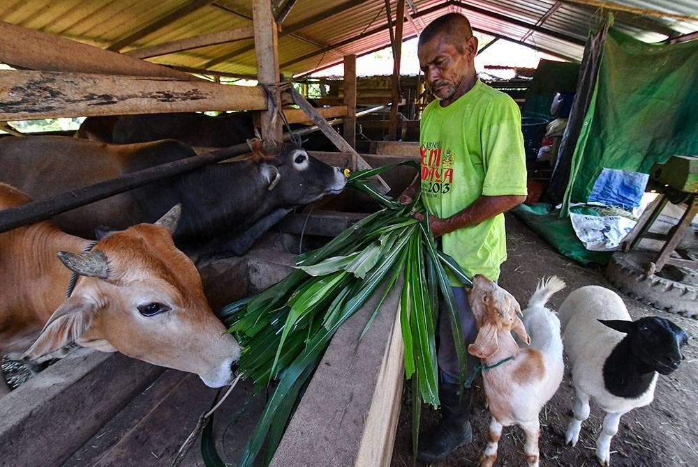 Pekerja Ramli Mahmood, 64, memberi makan kepada lembu ternakan yang ditempah untuk ibadah korban sebagai persiapan akhir sebelum dihantar kepada pembeli ketika tinjauan di Kampung Bendang Luas hari ini.
